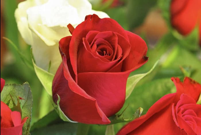 Tải hình ảnh hoa hồng đẹp miễn phí