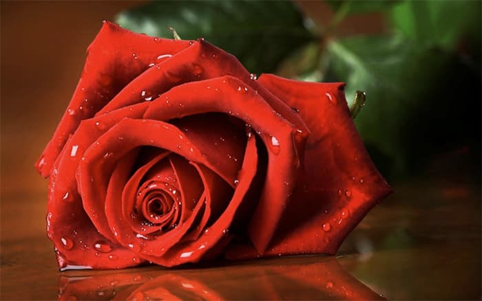 Tải hình ảnh hoa hồng đẹp miễn phí