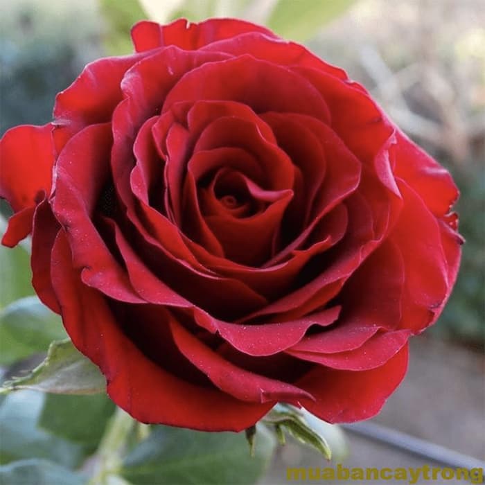 Tải hình ảnh hoa hồng đẹp miễn phí về điện thoại